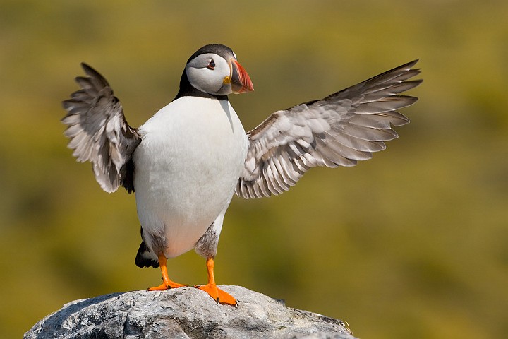 Papageitaucher Fratercula arctica Atlantic Puffin